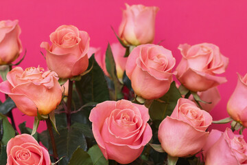 Vivid pink rose bouquet with lush blooms on vibrant background for celebration and love