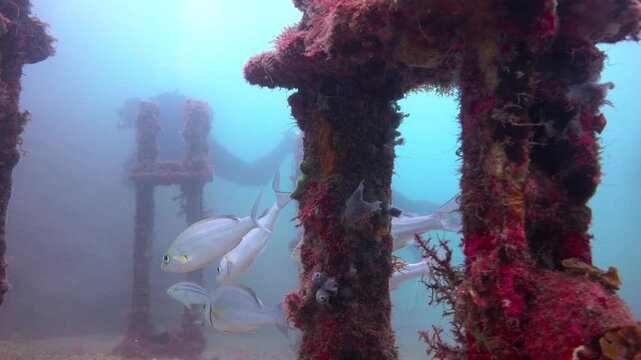 Diving at Okimae Reef. Japan.