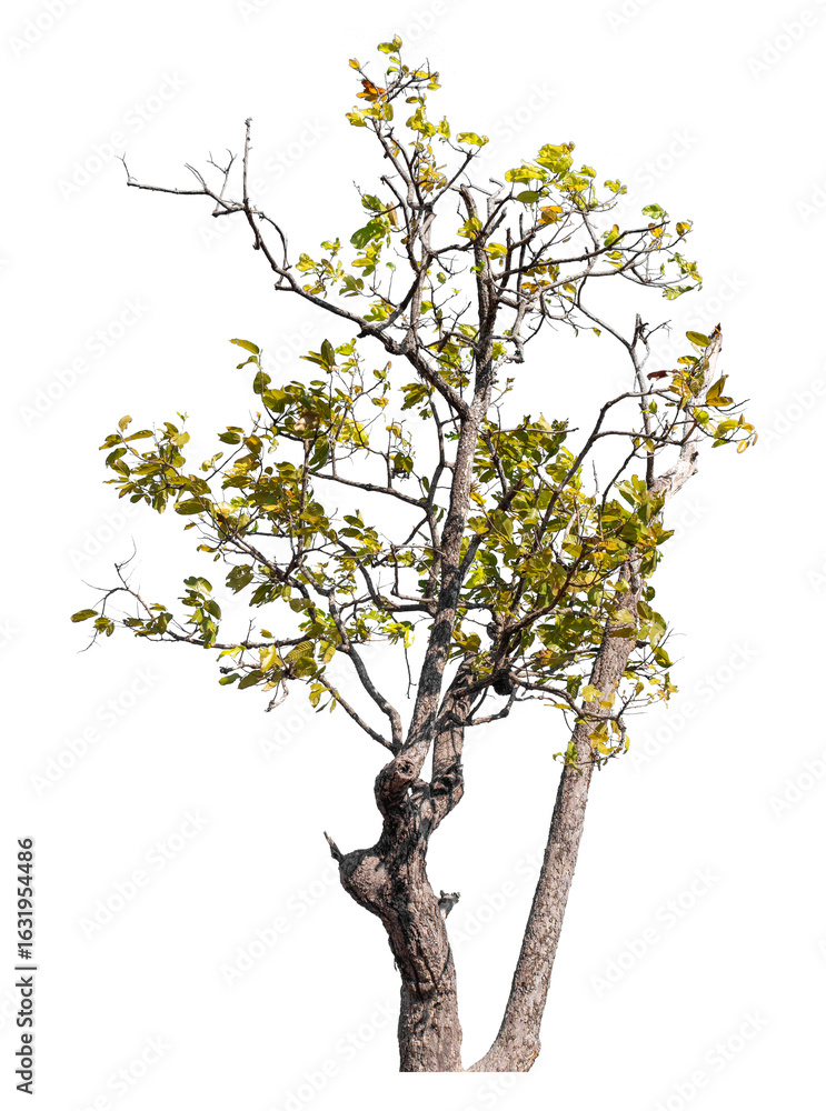 Poster trees isolated on transparent background with clipping path and alpha channel