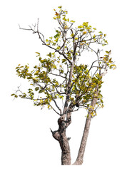 Trees isolated on transparent background with clipping path and alpha channel