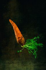 Still life with fresh carrots on a dark background