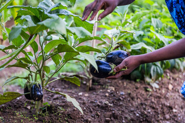 African female farmer handpicking eggplants, close-up in vegetable garden