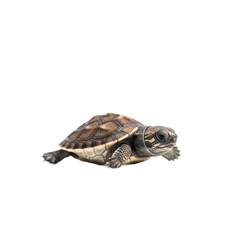Obraz premium A small baby turtle with a patterned brown shell and striped head, isolated on a plain white background.