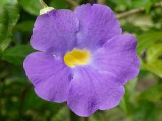 Purple flower