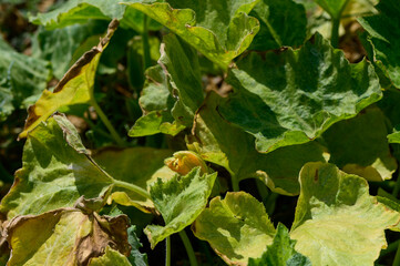 Close-Up of Muscat Pumpkin Vine Leaves in Cyprus
