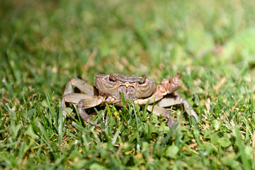 Crab with one claw close up