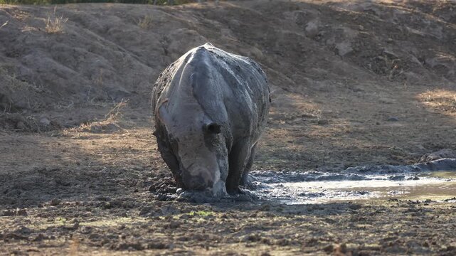 White rhino bull rolling in the mud