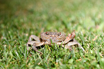 Crab with one claw close up