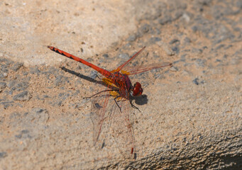 Dragonfly on Warm Stone Ground in Summer Sun