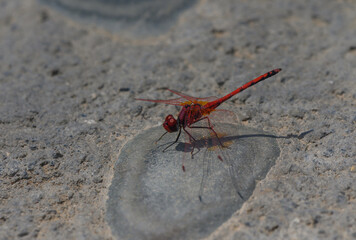 Dragonfly Resting on Stone Floor Near Pool