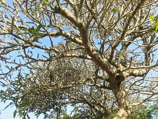 Tangled Branches of a Frangipani Tree Under Clear Blue Sky