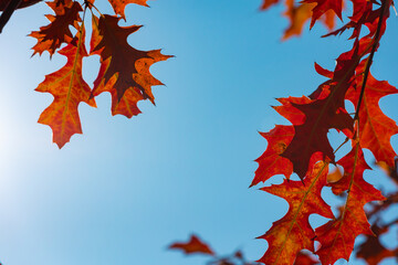 Autumn background photo. Red and brown maple leaves