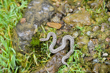 Vipera eriwanensis snake