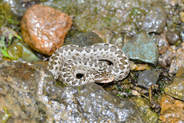 Vipera eriwanensis snake
