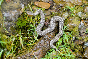Vipera eriwanensis snake