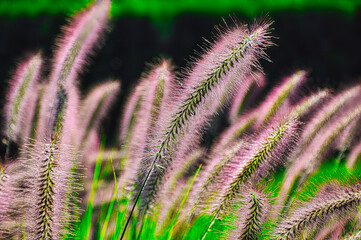 Rozplenica Japońska Red Head (łac. Pennisetum alopecuroides)  – ozdobna trawa z czerwonymi...