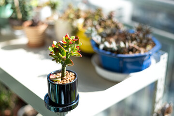 Succulent