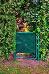 Zielona furtka do ogrodu otoczona zielonym - winobluszczem pięciolistkowym (Parthenocissus quinquefolia) – gatunek silnie rosnącego pnącza ozdobnego z rodziny winoroślowatych. © Pol Badger