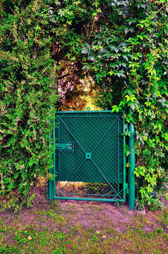 Zielona furtka do ogrodu otoczona zielonym - winobluszczem pięciolistkowym (Parthenocissus quinquefolia) &ndash; gatunek silnie rosnącego pnącza ozdobnego z rodziny winoroślowatych.