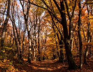 Fototapeta premium Autumn forest path