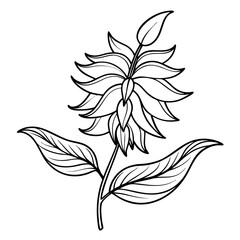 mina- lobata flower line art on white background