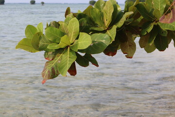 Branches of a plant, likely a Sea Almond tree (Terminalia catappa or Ketapang), are seen against a...