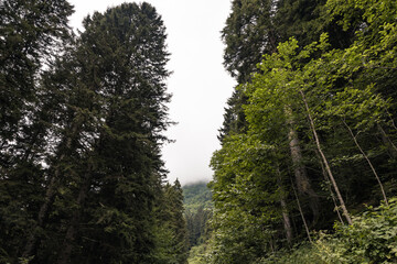 Tall trees and overcast sky. Landscape of the forest with tall trees