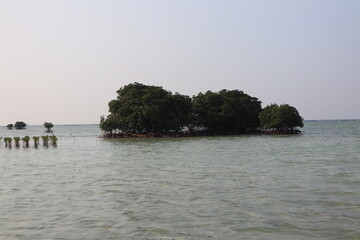 serene coastal scene features clusters of mangrove trees thriving in shallow, calm waters under a...