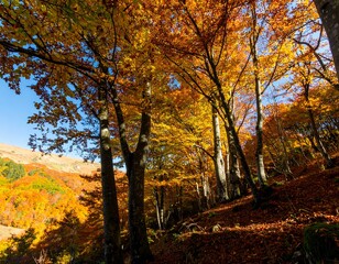 Obraz premium Autumn forest scene with vibrant colors