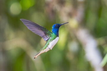 Sparkling violetear (Colibri coruscans) Ecuador