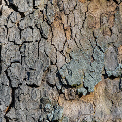 Close-up of Dry Cracked Tree Bark with Lichen Texture in Natural Daylight