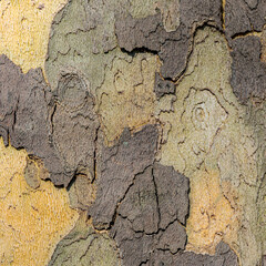 Close-Up of Tree Bark with Multicolored Peeling Texture and Organic Patterns