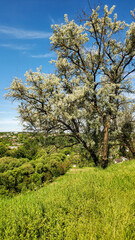 Fototapeta premium landscape with trees and blue sky wallpaper
