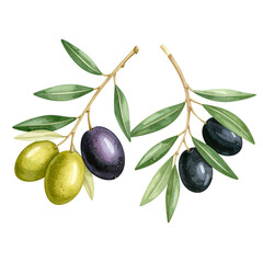  Curved Olive Branch with Mixed Green and Black Olives, Transparent PNG