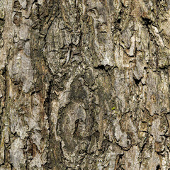 Close-up of dry tree bark with natural cracks and textured surface