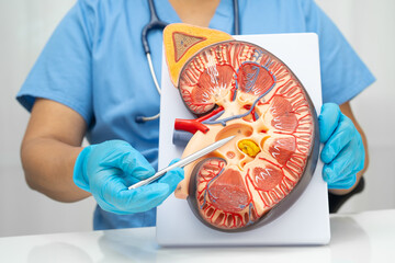 Chronic kidney disease, doctor with model for treatment urinary system, urology, Estimated...