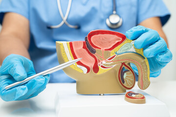 Male reproductive system, Asian doctor holding human anatomy model for study diagnosis and...