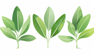 Fototapeta premium green leaves isolated on white background