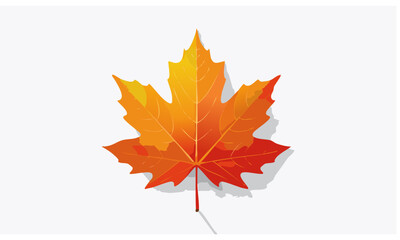 Fototapeta premium autumn maple leaf