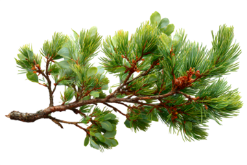 Vibrant evergreen pine branch showcases needles and small buds with lush foliage, perfect for nature projects.