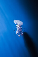 Graceful jellyfish floating in deep blue water