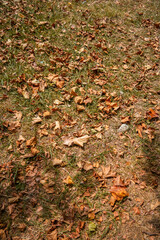 Yellow fallen leaves on ground with tree — autumn background texture