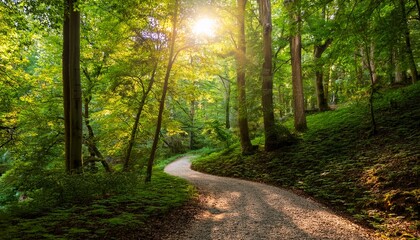 Obraz premium a winding gravel path through a lush emerald forest with sunlight dd leaves creating a serene natural atmosphere
