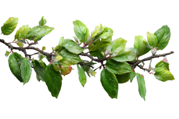 Vibrant green leaves emerge on a delicate branch, signaling the fresh beauty of spring's arrival and new beginnings.