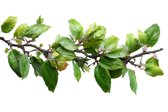 Vibrant green leaves emerge on a delicate branch, signaling the fresh beauty of spring's arrival and new beginnings.