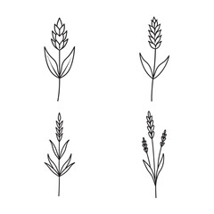 Fototapeta premium line art lavender with curved leaf set bundle on the white background