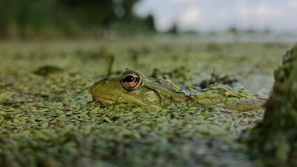 frog in the grass