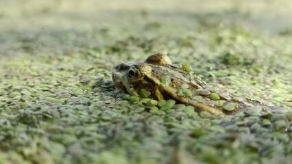 frog on the grass
