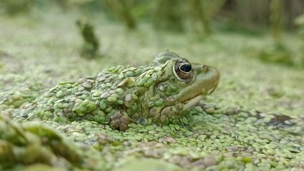 frog in the grass