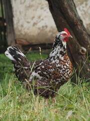 Schwedisches Blumenhuhn